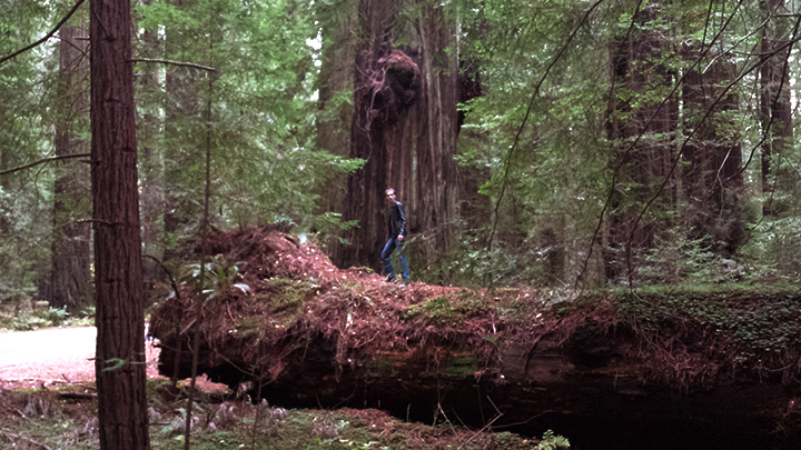DeeZee Redwood Forest Dance | Daniel Hartmann | Follow Your Dreams Tour | Joseph James